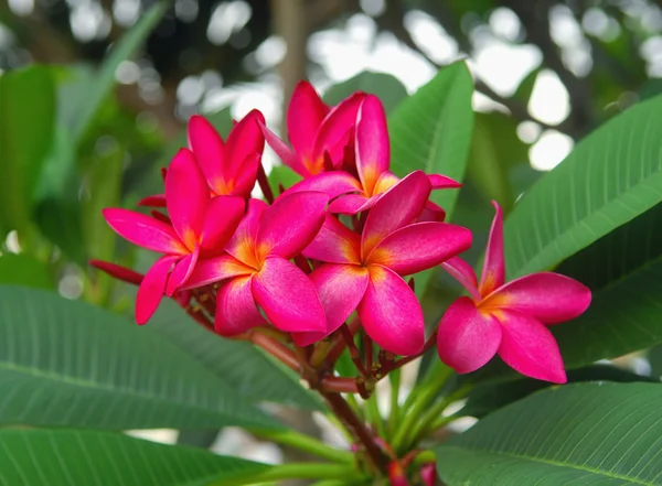 Франгіпані або сливові тропічні квіти — стокове фото