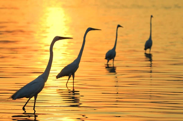 stock image Egrets play in the water