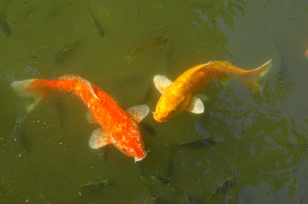 stock image Red and gold fishes