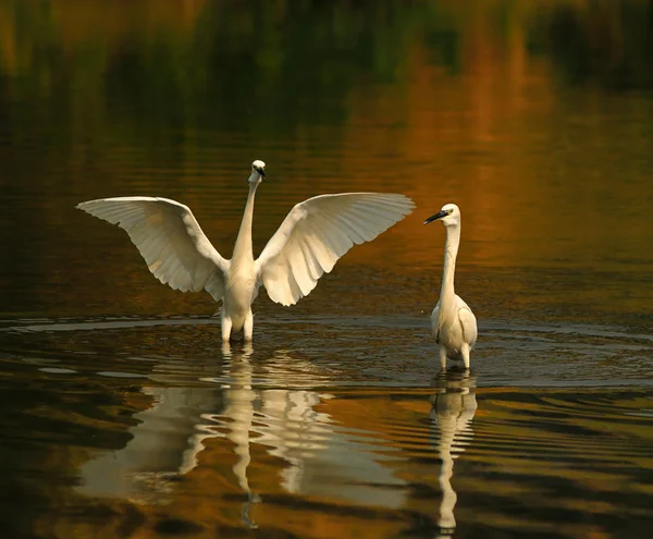 Egrets play in the water — Stock Photo, Image
