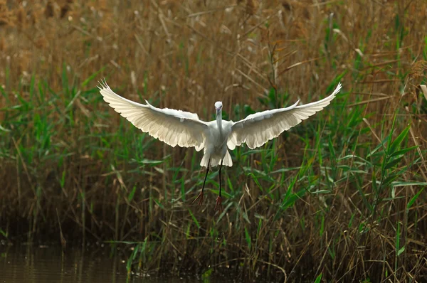 stock image Egrets play in waterland