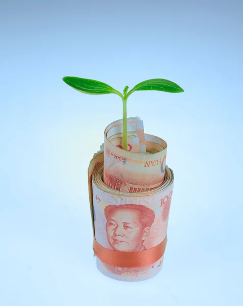 Folha de planta verde crescendo em dinheiro, dinheiro da China — Fotografia de Stock