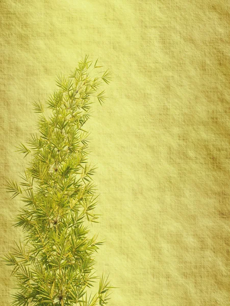 Bamboe op oud grunge antiek papier textuur — Stockfoto