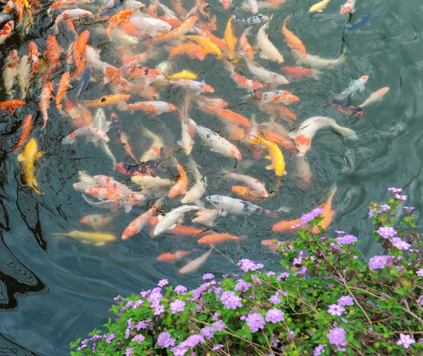 Rote und goldene Fische — Stockfoto