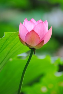 Pink lotus clipart