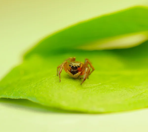 stock image Macro of jumping spider