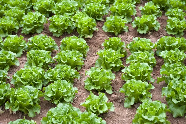 Salát pěstovaný v půdě — Stock fotografie