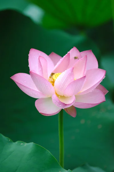 Flor de loto — Foto de Stock