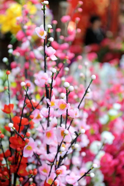 Plommetreet blomstrer. – stockfoto