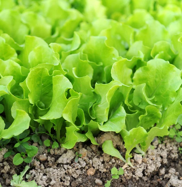 Lettuce growing in the soil — Stock Photo, Image