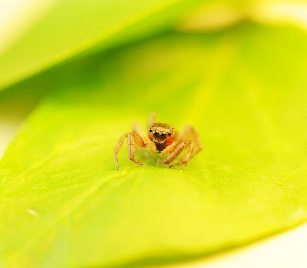 stock image Macro of jumping spider