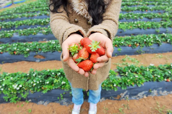 Φράουλα βρίσκονται στα γυναικεία χέρια — Φωτογραφία Αρχείου