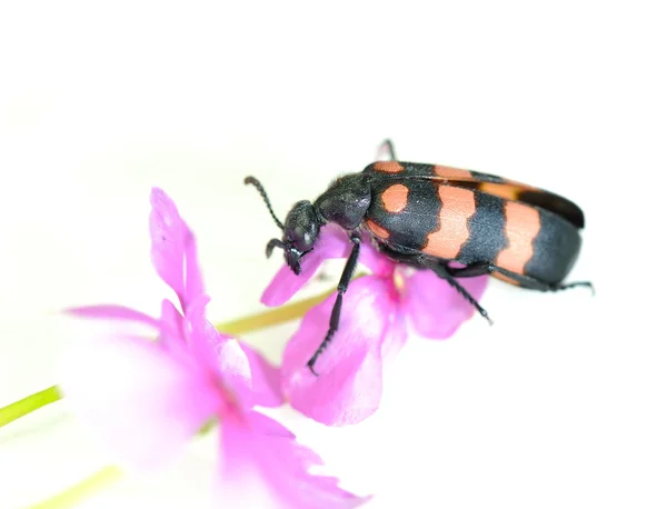 Besouro com fundo de flor rosa — Fotografia de Stock