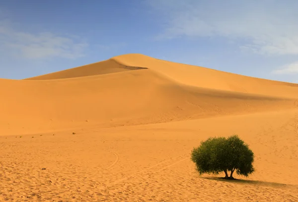 Пустеля Дюна — стокове фото