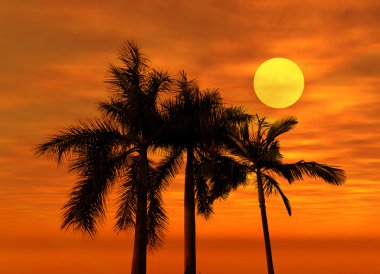 Palm with sunset clipart