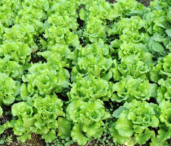 Салат растет в почве — стоковое фото