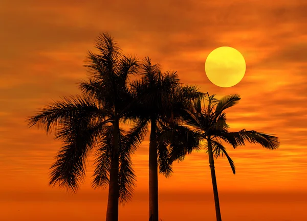 Palma con puesta de sol —  Fotos de Stock