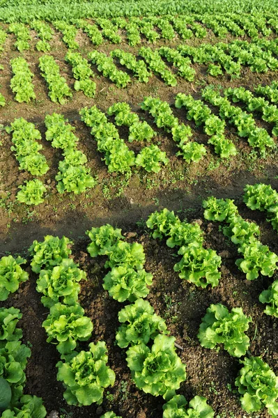 Saláta termesztése a talajban — Stock Fotó