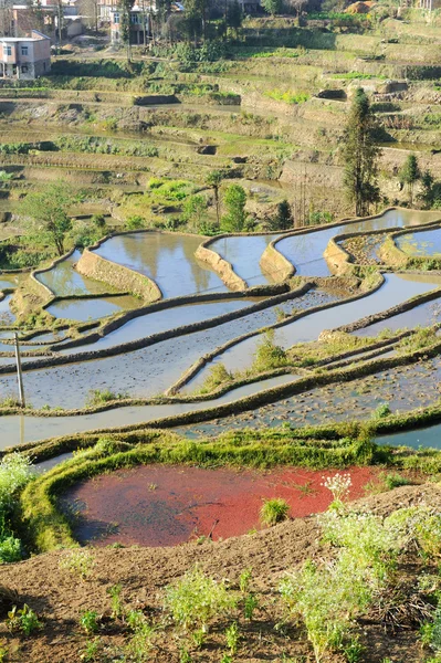 水稻在中国云南的元阳梯田 — 图库照片