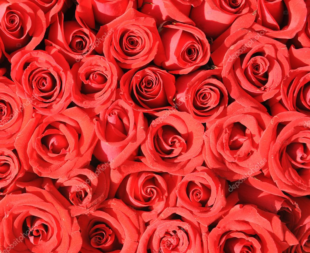 Hình nền hoa hồng màu hồng: Hình nền hoa hồng màu hồng tạo ra không gian dịu mát, ngọt ngào, đầy sự hiền hòa và tinh tế. Hãy để những bông hoa hồng này làm nổi bật cho máy tính của bạn.