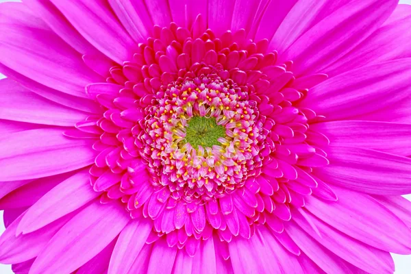 Gerber rosa — Foto de Stock