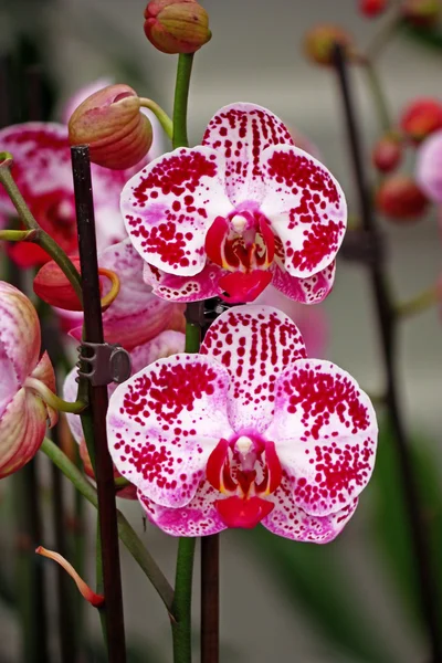 Flores de orquídeas — Fotografia de Stock