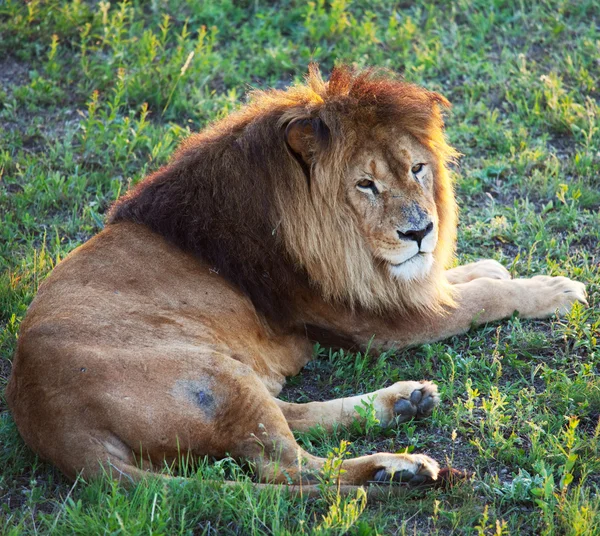 ライオン — ストック写真