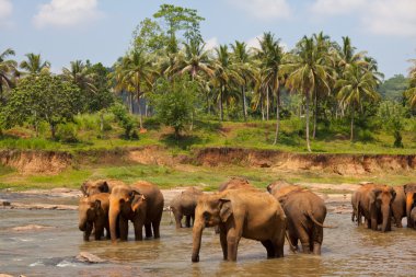 Elephants on Sri Lanka clipart