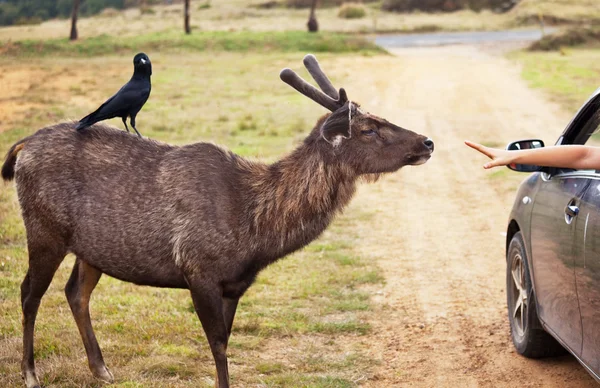 stock image Deer near car