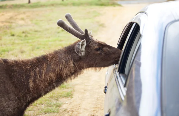 Ciervos cerca del coche —  Fotos de Stock