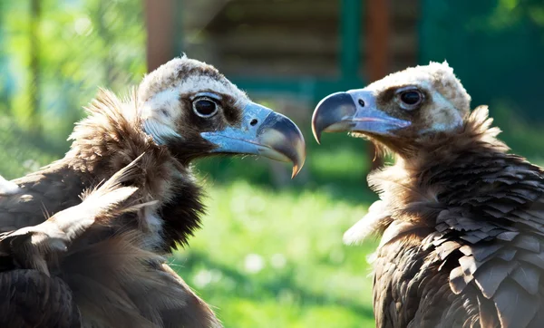 stock image Vulture