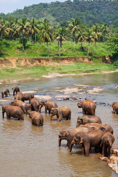 Слон на Шри-Ланке — стоковое фото