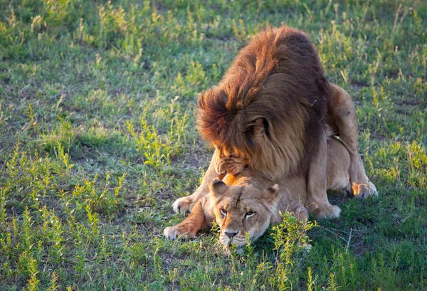 Aslan ve aslan — Stok fotoğraf