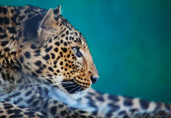 Леопард Стокове Зображення