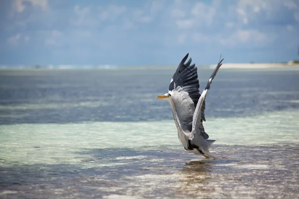 Bird on Maldives — Stock Photo, Image