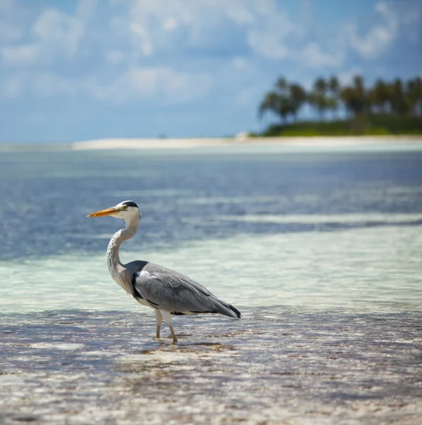 Pájaro en Maldivas —  Fotos de Stock