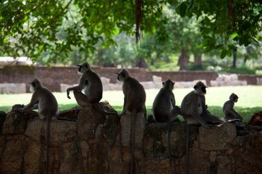 sri lanka maymun