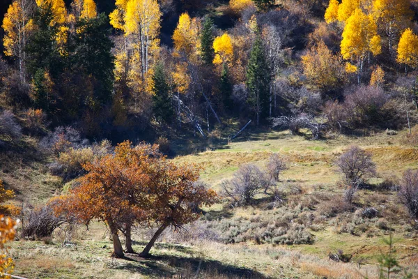 stock image Autumn