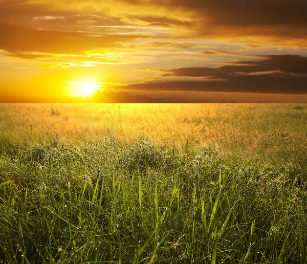 Field on sunset — Stock Photo, Image