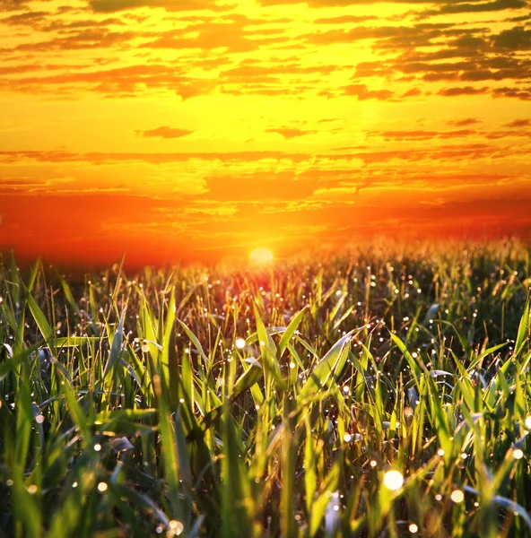 Prairies au coucher du soleil — Photo