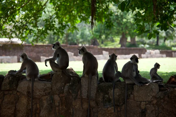 Μαϊμού, τη Σρι Λάνκα — Φωτογραφία Αρχείου