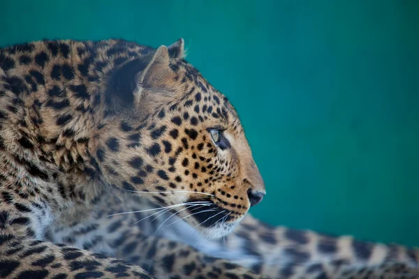 stock image Leopard