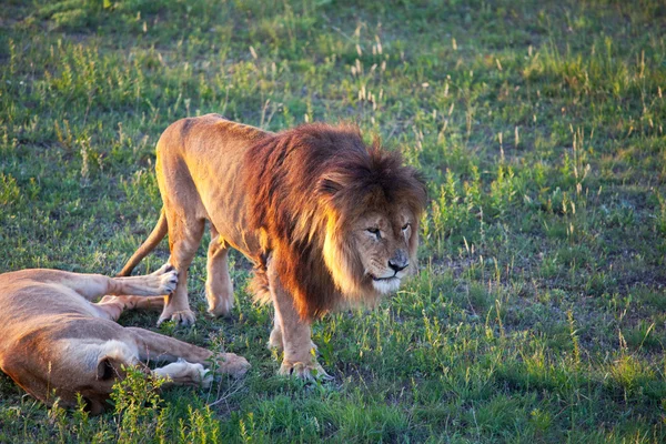Lew zwierząt — Zdjęcie stockowe