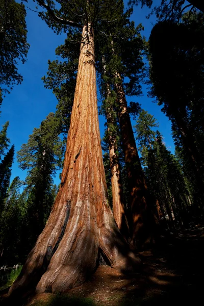 Sequoia — Foto de Stock