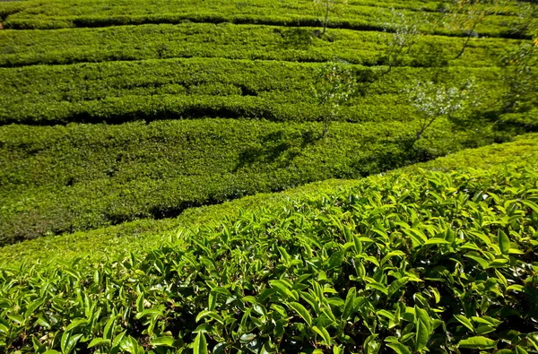 Stock image Tea plantation