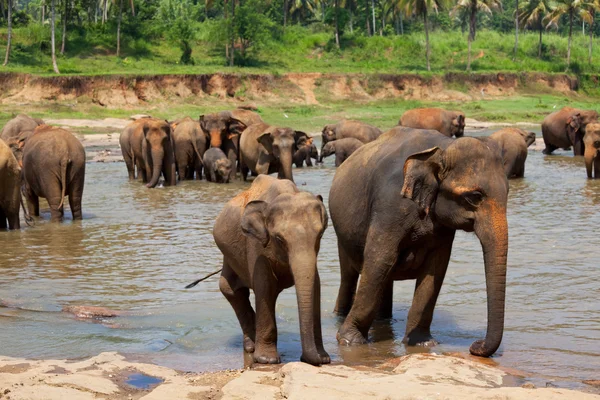 Éléphant sur Sri Lanka — Photo