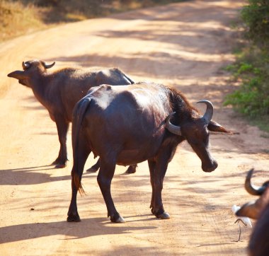 Sri lanka üzerinde bufalo