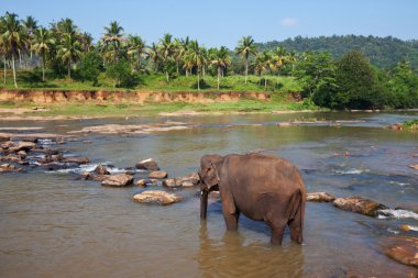 sri lanka fil