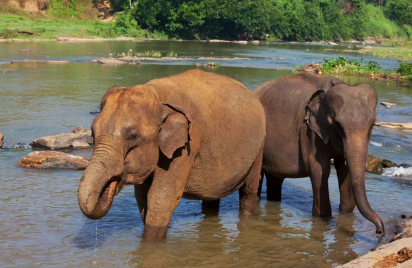 Gajah di Sri Lanka — Stok Foto