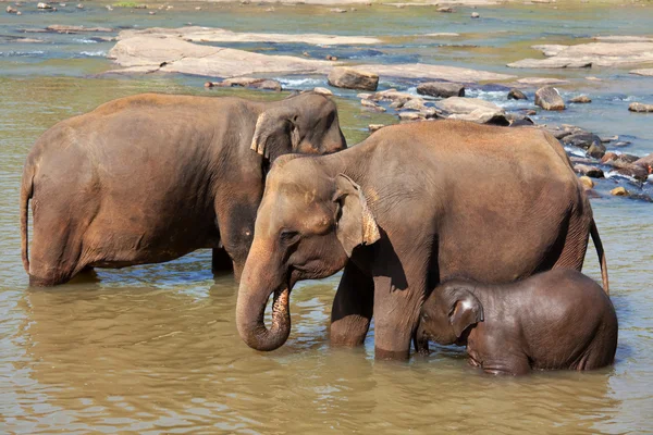 Elefante sullo Sri Lanka — Foto Stock